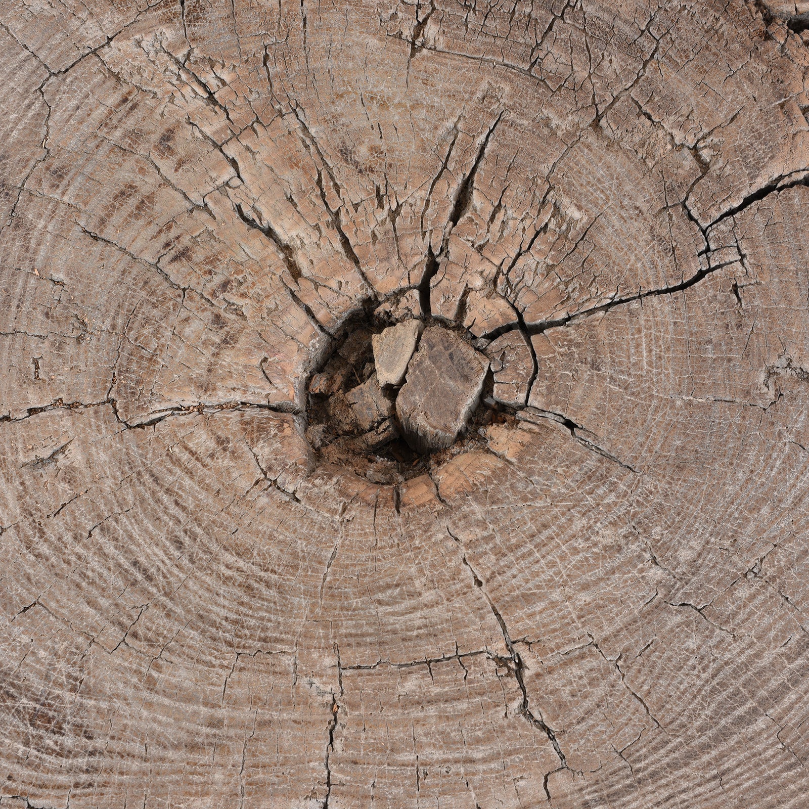 Yumu Elm Tree Stump Coffee Table - Image 5